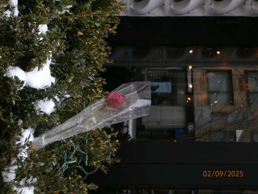 Feb. 2025 Selections –&nbsp;DCIM_340