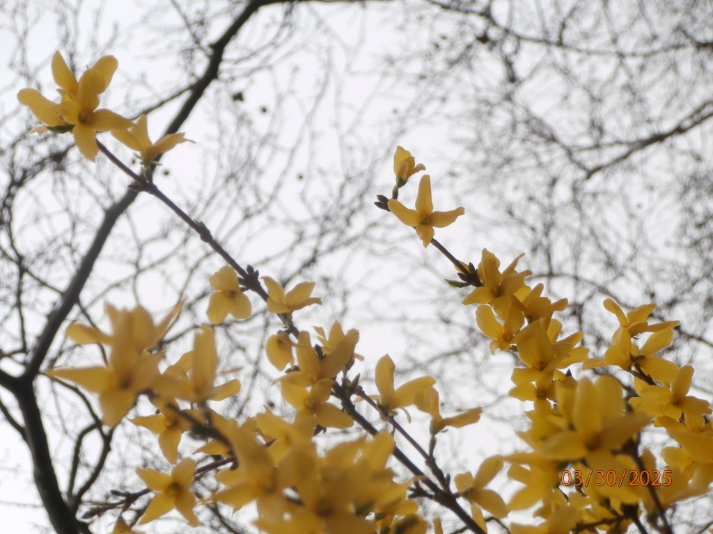 Mar. 2025 Selections –&nbsp;DCIM_340