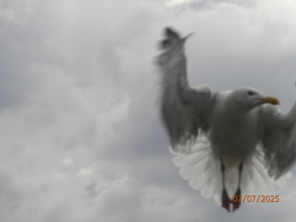 Jul. 2025 Selections –&nbsp;DCIM_340